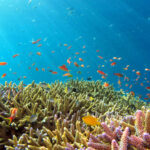 The Impact of Climate Change on Marine Ecosystems